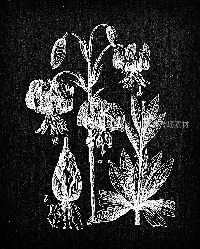 植物学植物仿古雕刻插画:百合(maragon lily或土耳其帽百合)